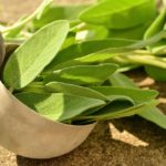sage oil for hair growth