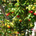 8 Amazing Health Benefits Of Surinam Cherries