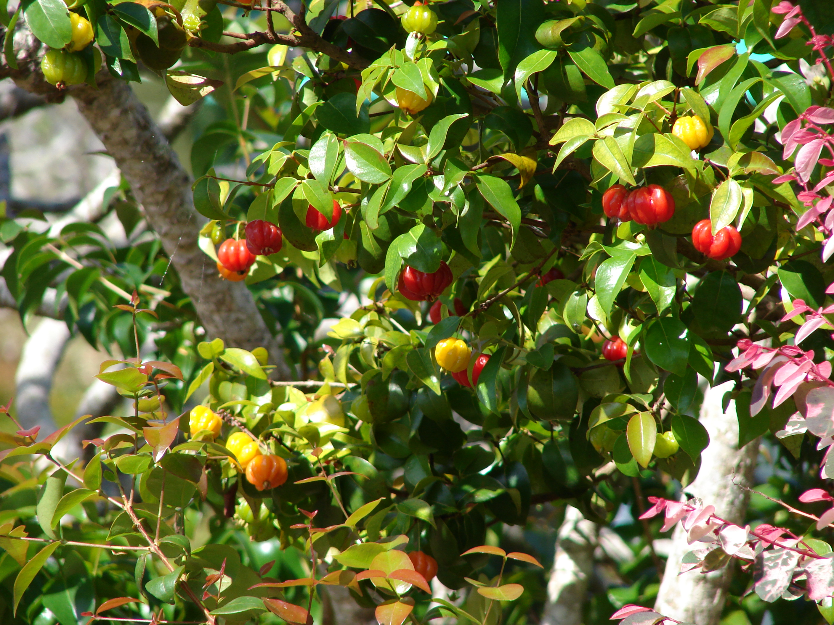 Advantages of Surinam Cherries