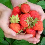 strawberries for wrinkle free skin