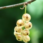 Cimis – Benefits of amla or gooseberries
